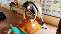 Human couple demonstrate difficulty giant tortoises have in mating