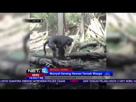 Monyet Serang Hewan Ternak Warga - NET12