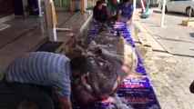 Marmara Denizi'nde 1,2 Tonluk Köpek Balığı Yakalandı - İstanbul