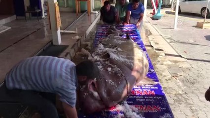 Marmara Denizi'nde 1,2 Tonluk Köpek Balığı Yakalandı - İstanbul