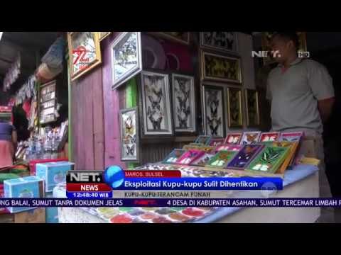 Eksploitasi Kupu kupu Sulit Dihentikan dan Terancam Punah - NET12