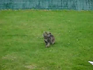 tytoon jou avec une souris morte