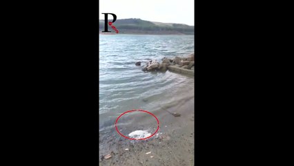 Misteriosa schiuma bianca a riva nel lago Locone (Minervino Murge, Puglia)