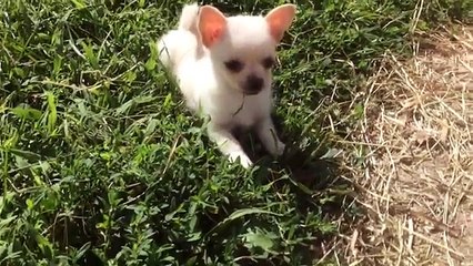 Chihuahua bebé tenta fazer amizade com duas cabras