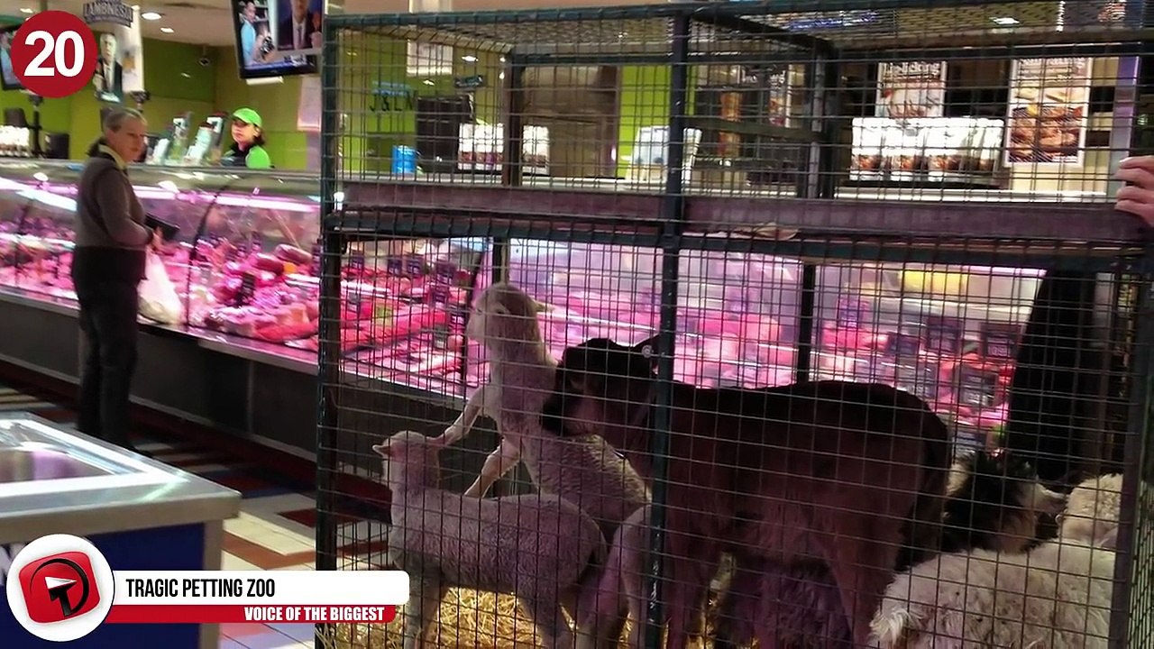 25 Funny Zoo Pictures