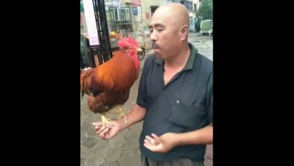 Ce chinois nourrit son coq de sa bouche au bec direct !