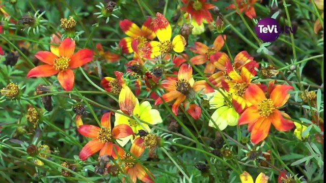 Festival des Dahlias et jardins 2017