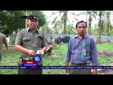 BKSDA Sumut Sita 1 Ekor Siamang dari Warga - NET12