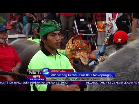 202 Pasang Kerbau Hias Ikuti Mekepung - NET5