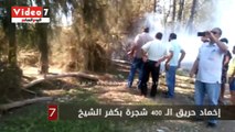 اخماد حريق التهم 402 شجرة بكفر الشيخ