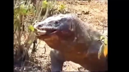 Ataques Mortais - Dragão de Komodo x Sucuri | Luta entre dragões e Pintinho Herói