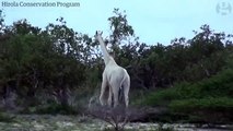Deux girafes toutes blanches ont été photographiées pour la première fois