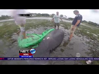 Download Video: Sapi Laut Ini Tersapu Badai Irma Hingga Terdampar Di Pesisir Pantai - NET5