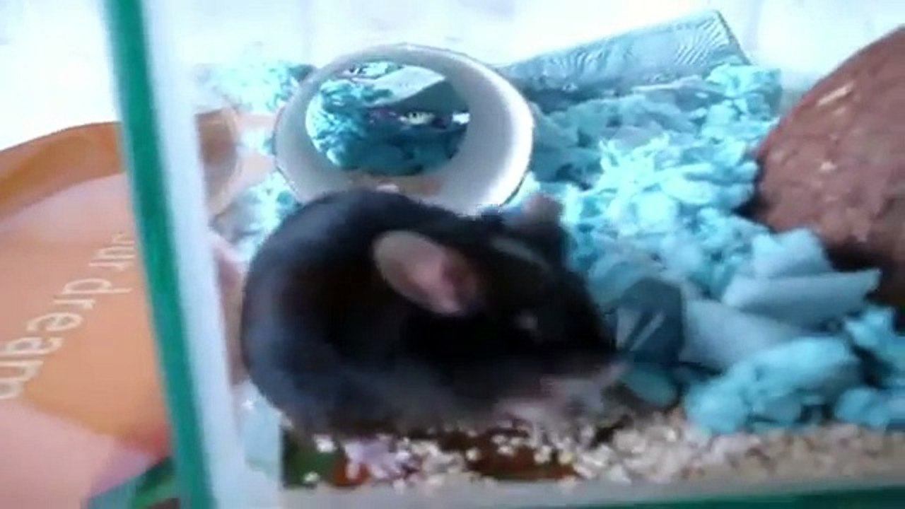 Enfants pour et clin doeil pro les animaux de compagnie enseignent à leurs voix