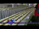 Kue Lapis Talas Khas Bogor Ini Pecahkan Rekor Muri - NET12