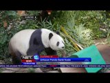 Yeay! Panda Raksasa Asal Cina Ini Genap Berusia 26 Tahun   NET12