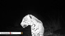 A Wild Jaguar Was Just Captured On Surveillance Cameras In Arizona