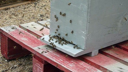 Colonie "Elisabeth" 10/09/17