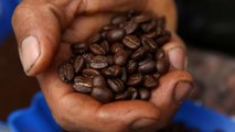 Caffé a rischio a causa del riscaldamento globale