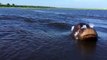Un hippopotame charge un bateau de touriste... Flippant
