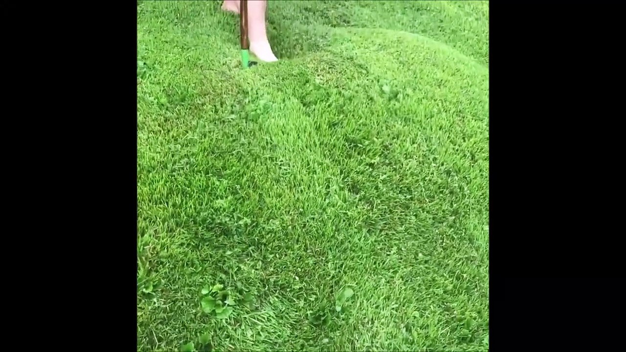Leur gazon flotte sur une l'eau. Phénomène incroyable