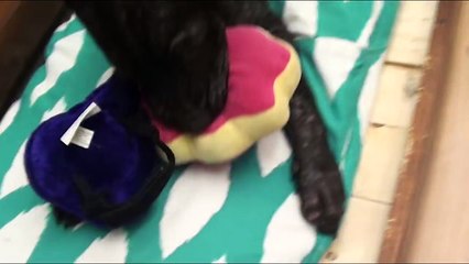 Sad Homeless Puppy Transformed!