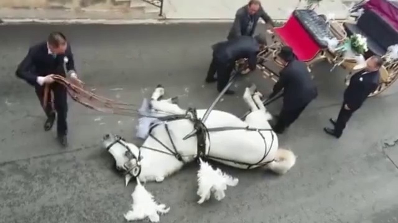 Epuisé, ce cheval qui tirait une calèche avec des mariés s'effondre en pleine chaleur