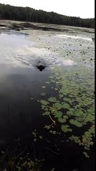 Dog turns into a hero and saves a baby bird!