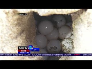 Musim Bertelur, Kawanan Kura kura Berimigrasi - NET24