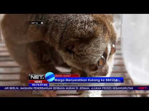 Seorang Warga Menyerahkan Seekor Kukang ke BBKSDA Sumut - NET 24