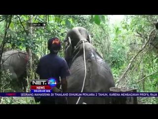 Gajah Terluka Diduga Akibat Tembakan - NET24