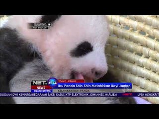 Kelahiran Bayi Panda Shin Shin Yang Sangat Menggemaskan - NET 24