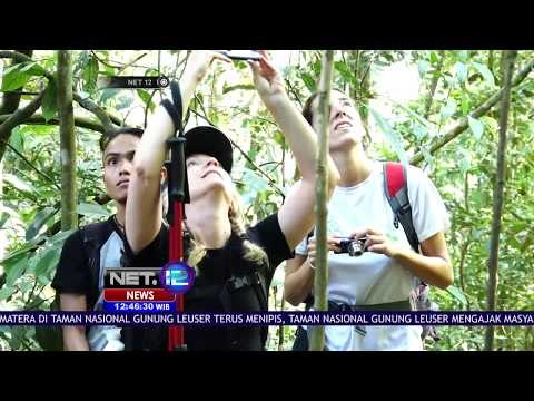 Menikmati Keindahan Taman Nasional Gunung Leuser Demi Menjaga Orang Utan NET 12