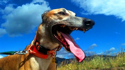 EL ELEGANTE AGIL Y VELOZ GALGO ESPAÑOL