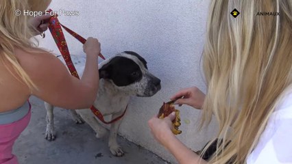 Ce chien a eu peur de ses anges gardiens... et pourtant grâce à eux, il est désormais heureux !