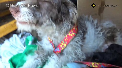 Cette image d'une mère sans abri et de ses bébés a été envoyée par SMS à Hope For Paws