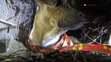 Une pitbull sans abri donne naissance pendant une tempête de pluie. Beaucoup de chiots !!!