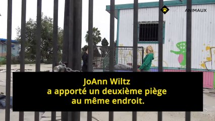 Cette Pitbull enceinte n'était pas seule dans cette école abandonnée !!