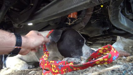 Un Pitbull avec des tumeurs se livre à son sauveur et lui donne un bisou