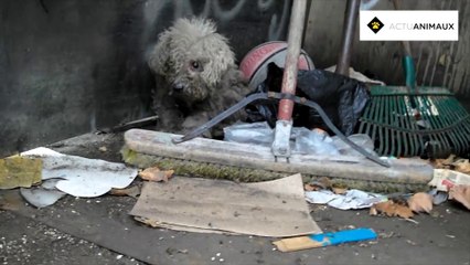 Fiona a besoin d'aide... heureusement, cette chienne a pu être sauvée !