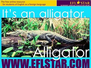 Childrens English Lessons - Wild Animals