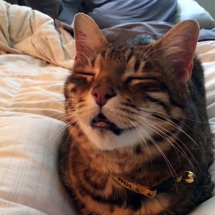 Cat's Talk with men