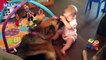 German Shepherd Dogs Playing And Protecting Babies Compilation