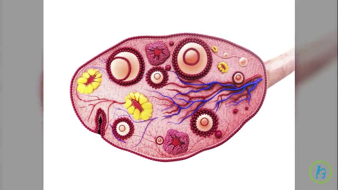What is the Birth Control Patch?