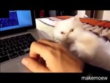 Cats demanding petting Compilation