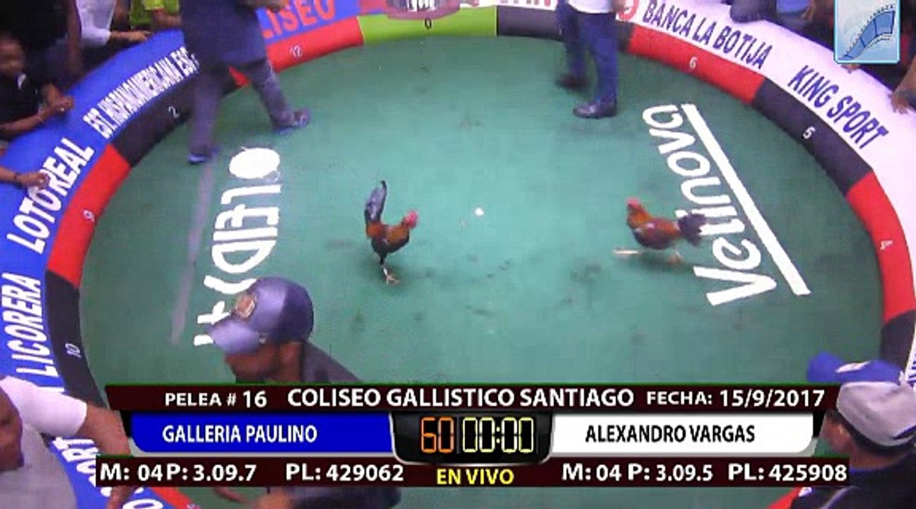EL QUE CREEEEE EN GALLOS NO SABE LO QUE DICEN MIREN ESTO