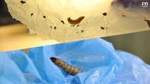 Could Wax Worms Solve Plastic Pollution?