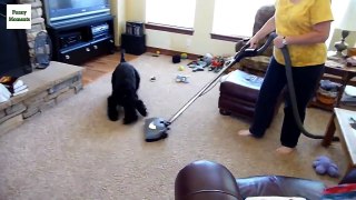 Funny Dogs vs Vacuum Cleaner Compilation new [HD]