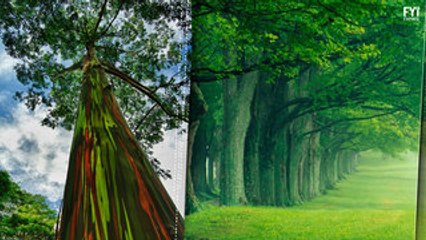 Meet the Oldest Trees in History