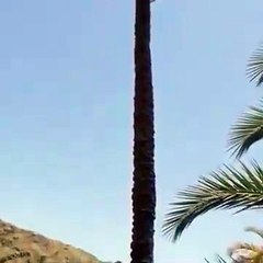 Cette chevre est trop forte